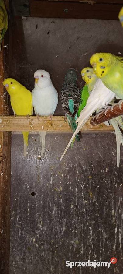 Sprzedam papugi Pierzchnica