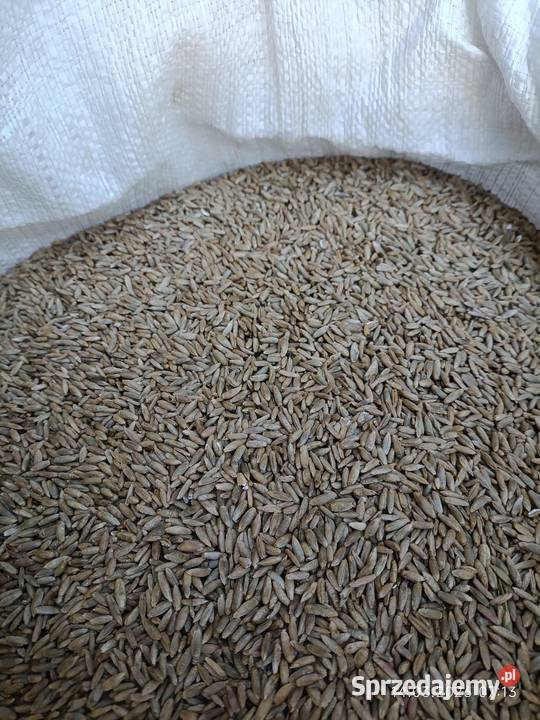 Żyto jare siew owies Wyszków