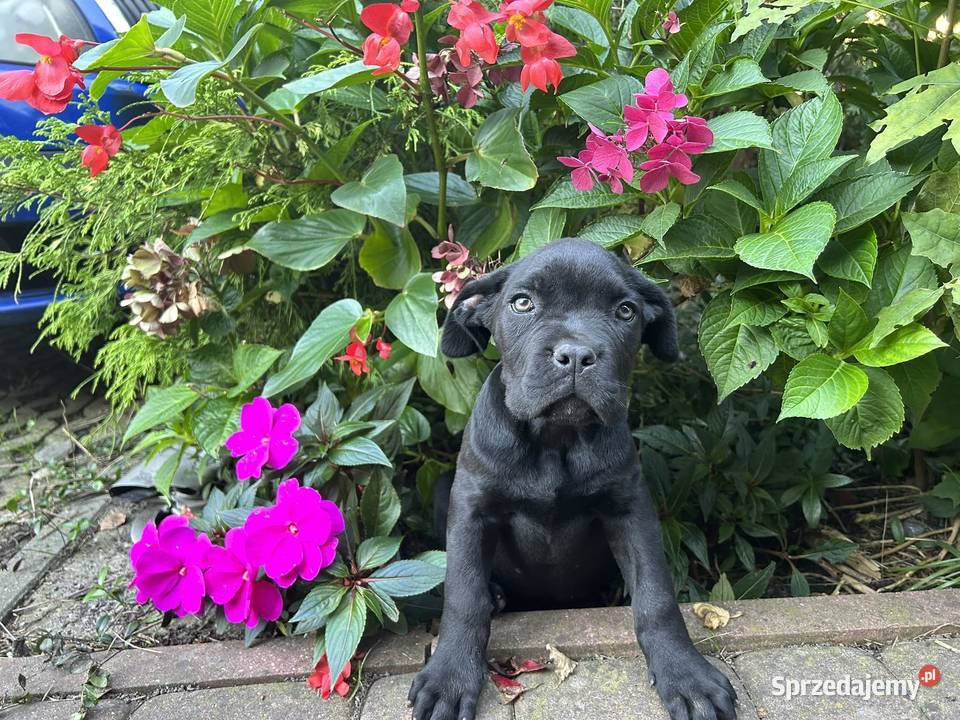 cane corso suczki utytułowanych fci już odbiór Kielce