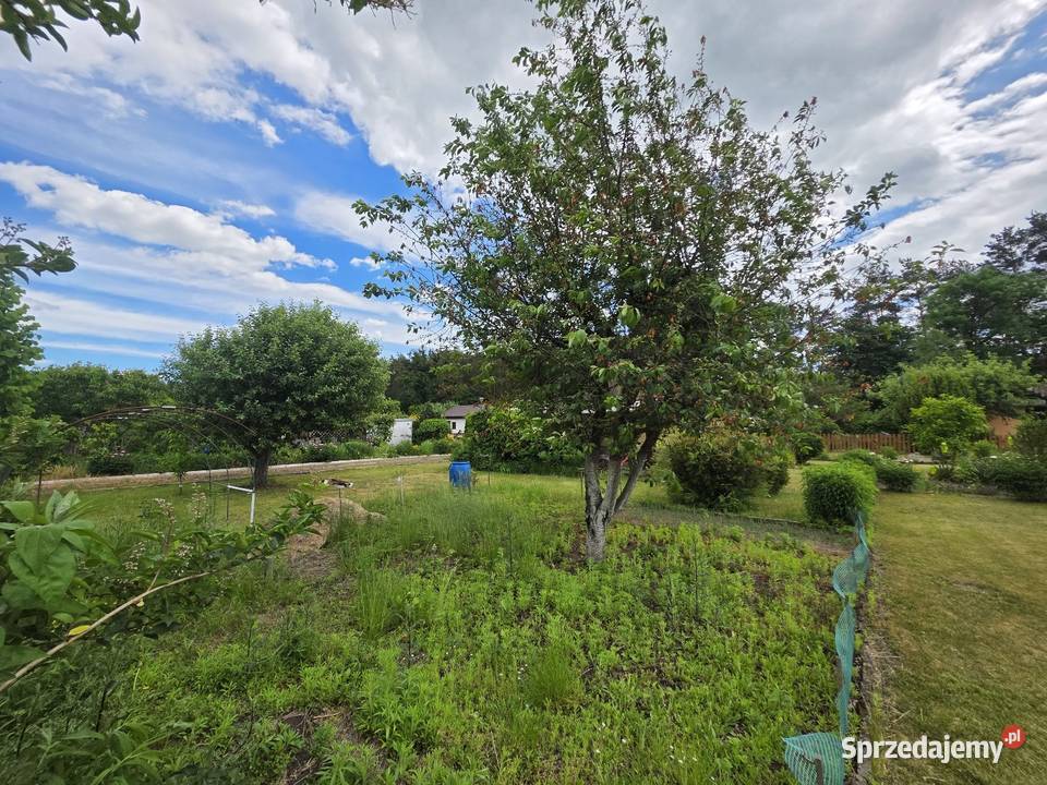 Sprzedam działkę ROD w Sierakowie koło 432m2 sprzedam