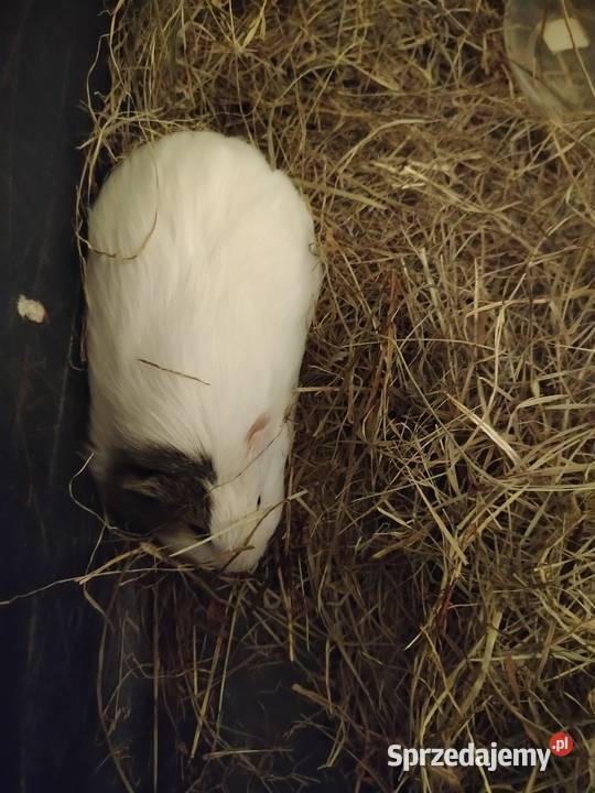 2 urocze świnki morskie na sprzedaż Żółkiewka-Osada