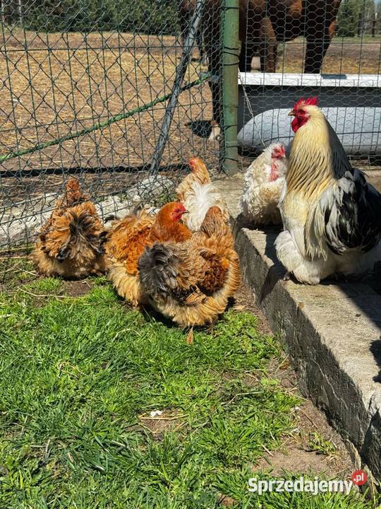 Kochin Miniaturowy przepiękne kogutki 2025 pary Sewerynówka