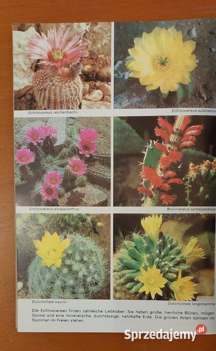 Ratschlge fr den Kakteenfreund Siegfried Brehme dolnośląskie Wrocław