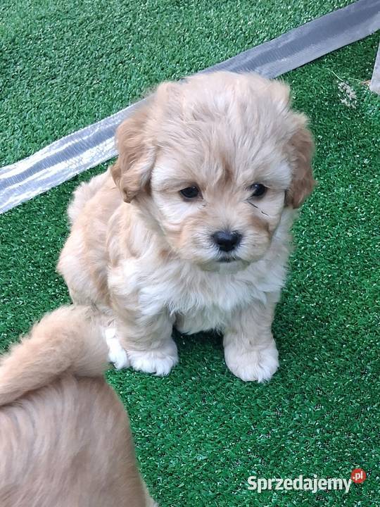 Maltipoo f1 Iłowo-Osada