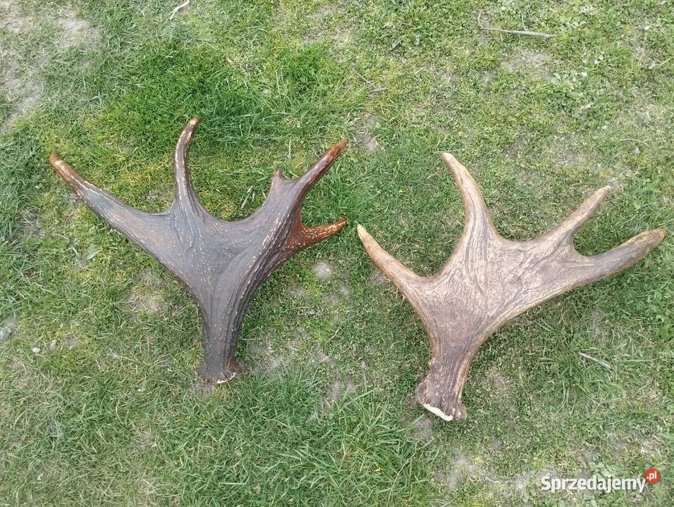 Rosochy 4 Tomaszów Lubelski