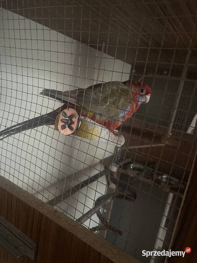 Sprzedam rozelle królewską samca Ryki sprzedam