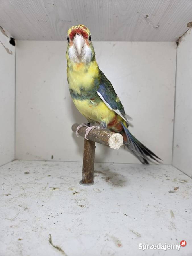 Rozella królewska samiec Szymanowice