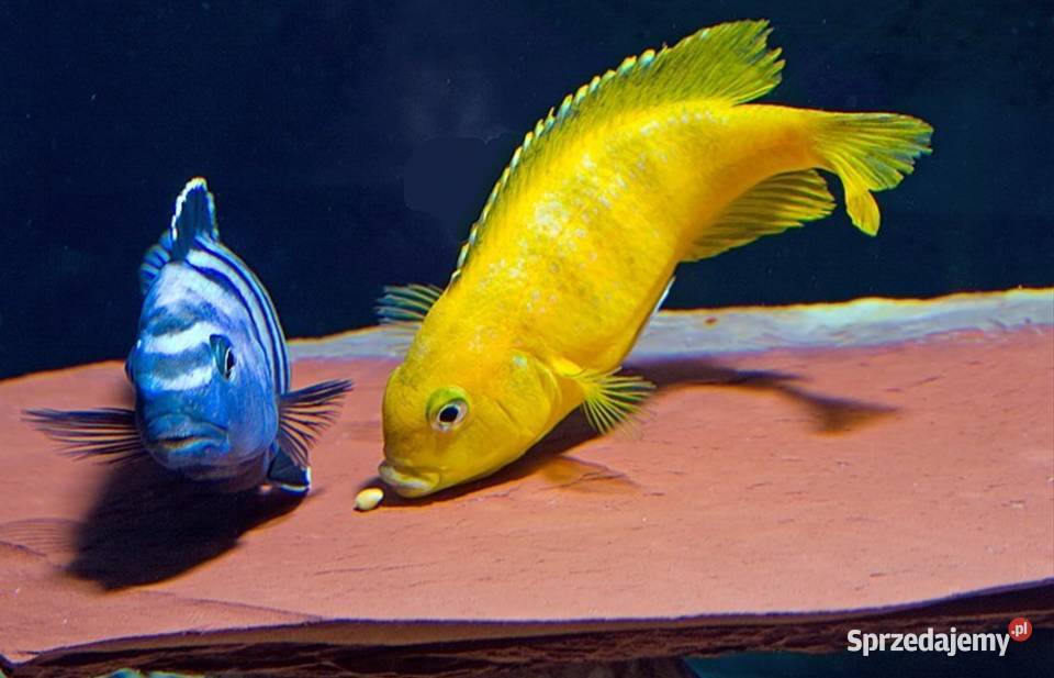 Pyszczak Saulosa Chindongo saulosi BEZPIECZNA Gdańsk