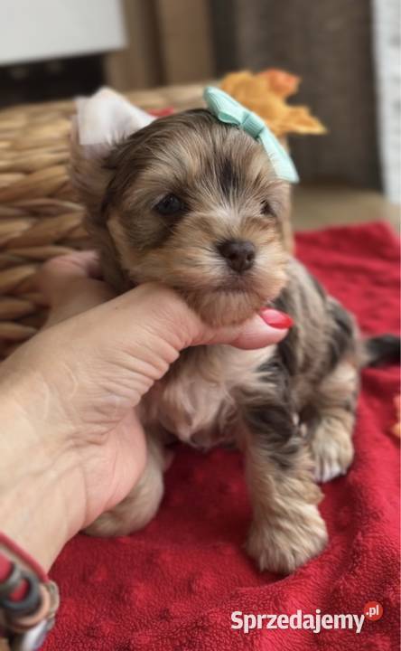 Chocomerle Yorkshire Terrier Myślenice