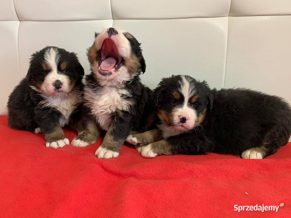 Berneński Pies Pasterski Ciechanów