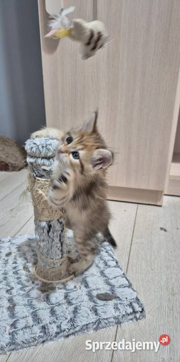 Syberyjska Kotka OFELIA rodowód FIFE FPL Stary Broniszew