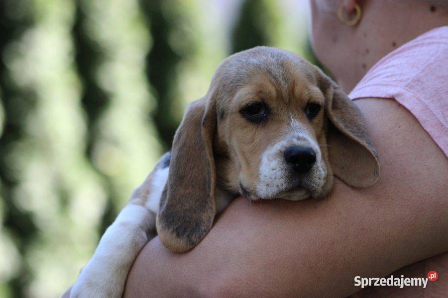 Beagle Panny do wzięcia ZKwPFCI Champione Polski śląskie Aleksandria