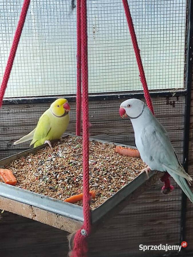 Sprzedam parę aleksandretty obrożnej lacewing i sprzedam