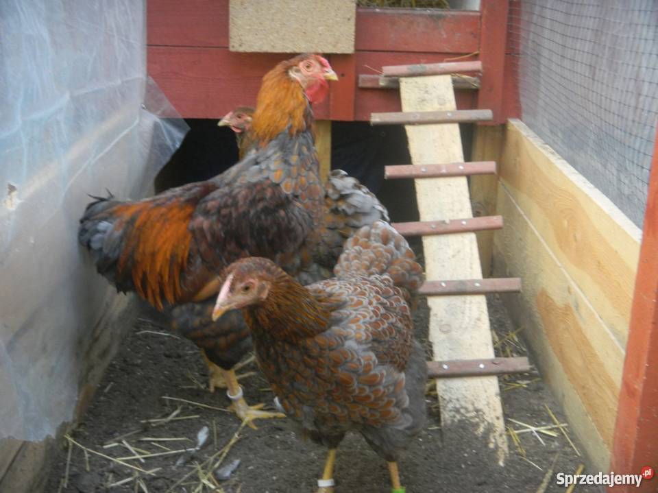 Kochin Olbrzymi różne kolory czysto rasowe młode Konin