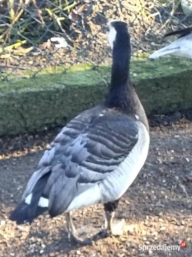 Samce samice 24 25 Chudów sprzedam