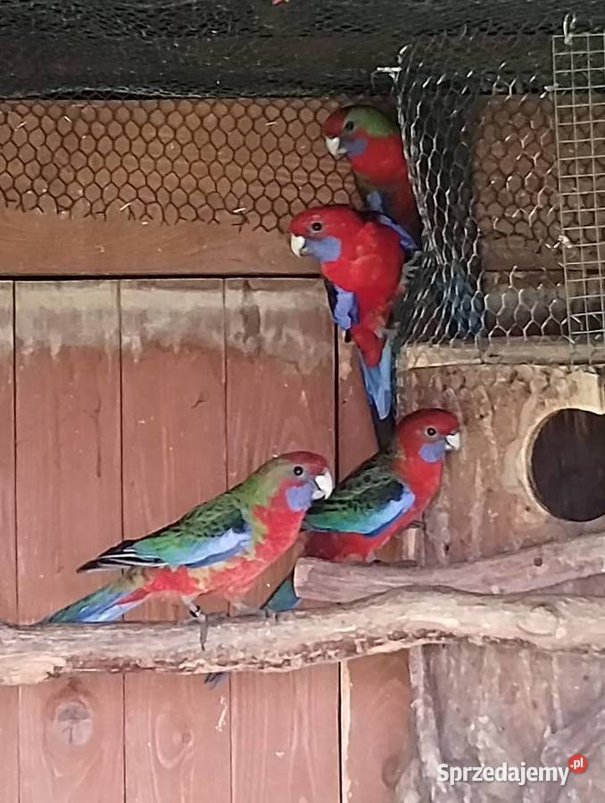 Rozella królewska 2025 śląskie Gołkowice