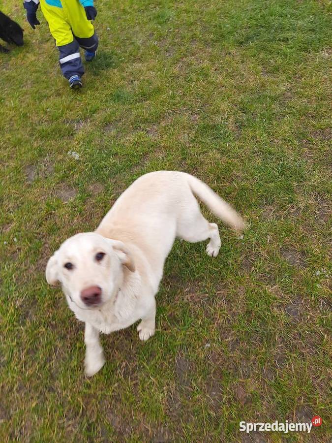 6 miesięczna suczka biszkoptowa świętokrzyskie