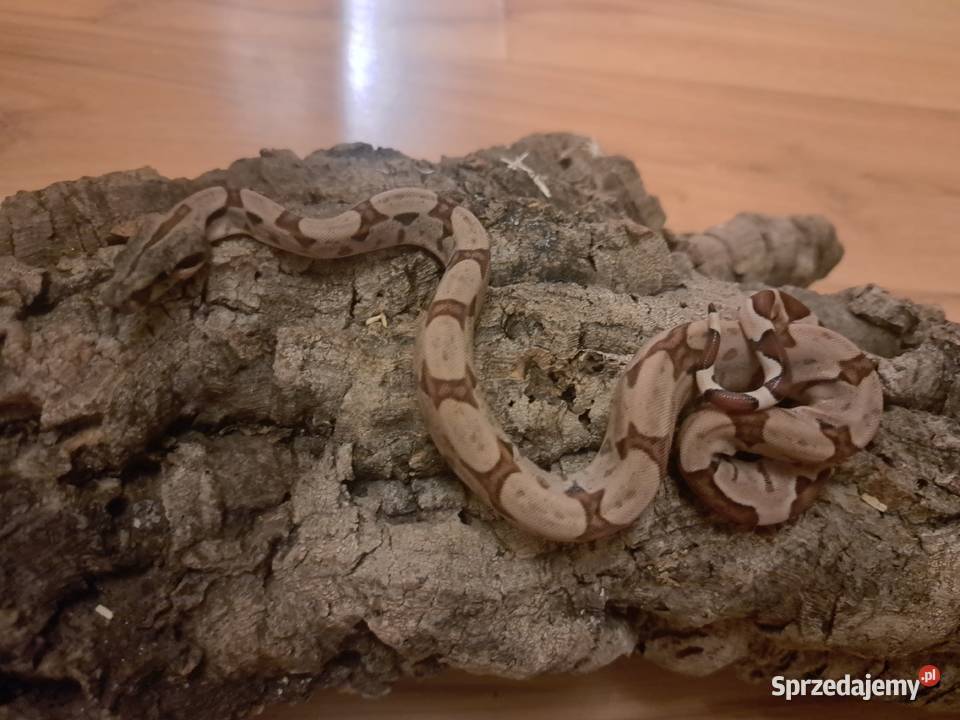 Młode boa constrictory Pewel Wielka