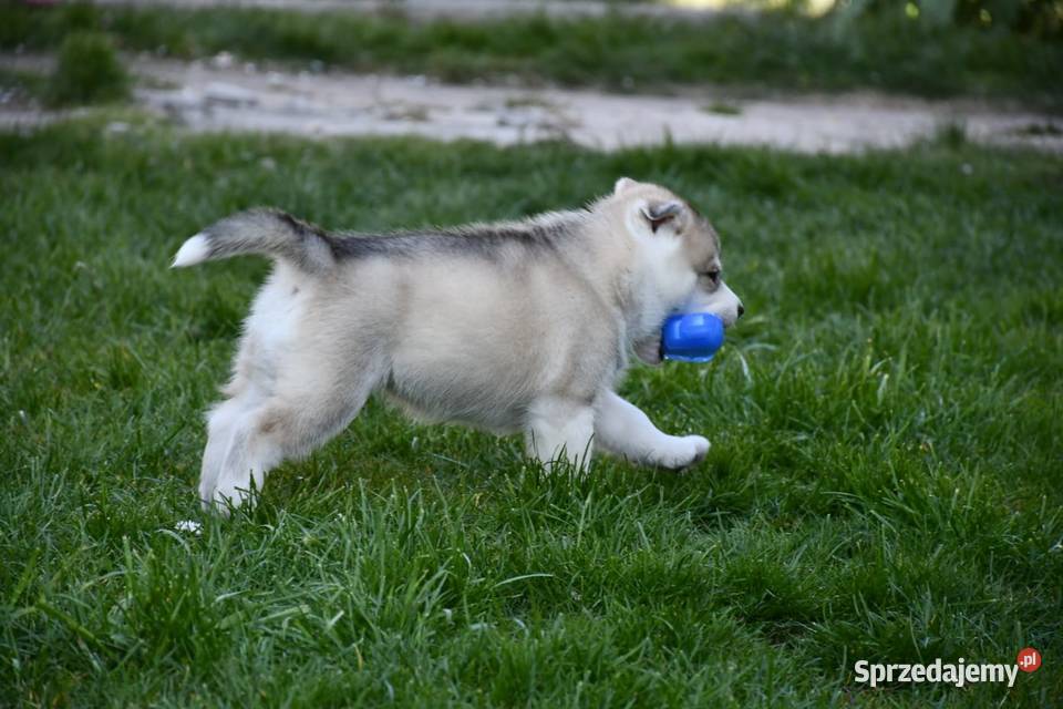 Syberian Husky ZkwP FCI Świętochłowice