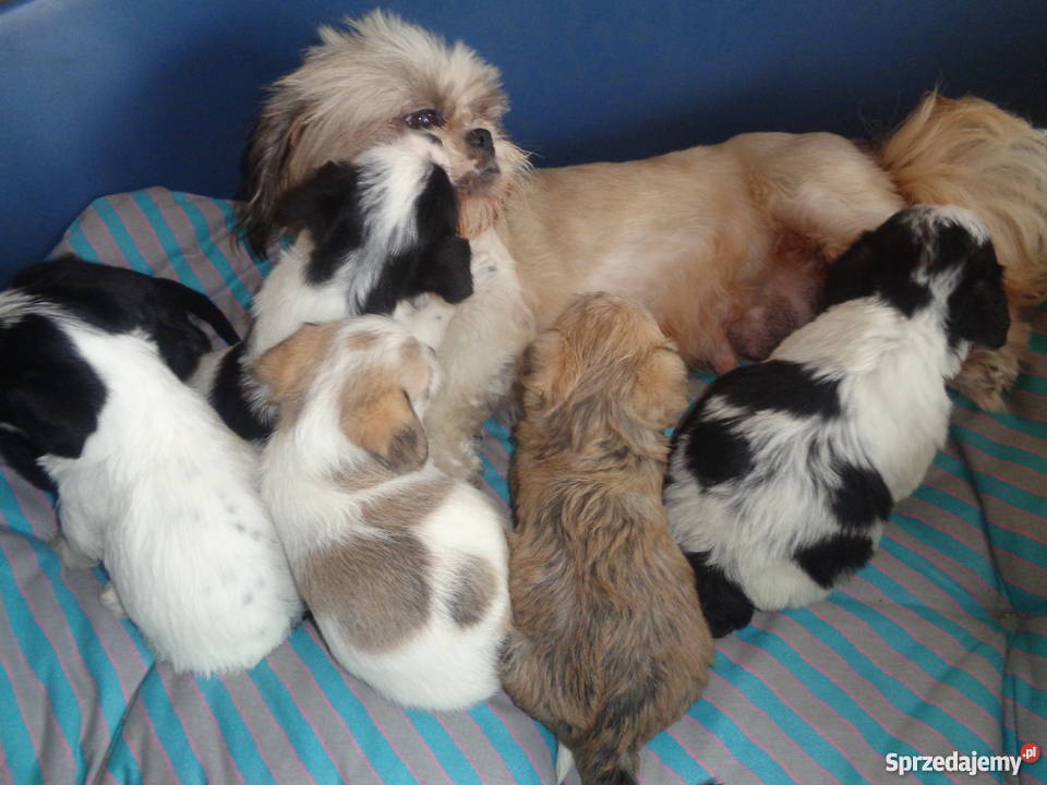 Shih tzu Rezerwacja mix Radomsko sprzedam