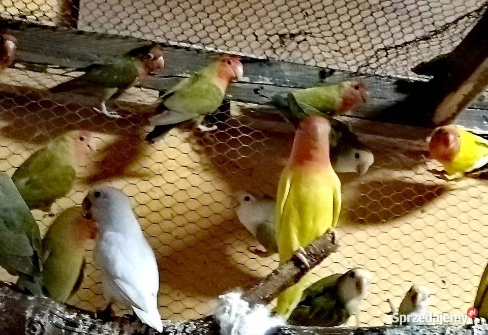 Sprzedam papużki nierozłączki Ptaki pomorskie Gdynia
