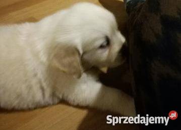 Piesek Golden Retriever rodowód Białystok sprzedam