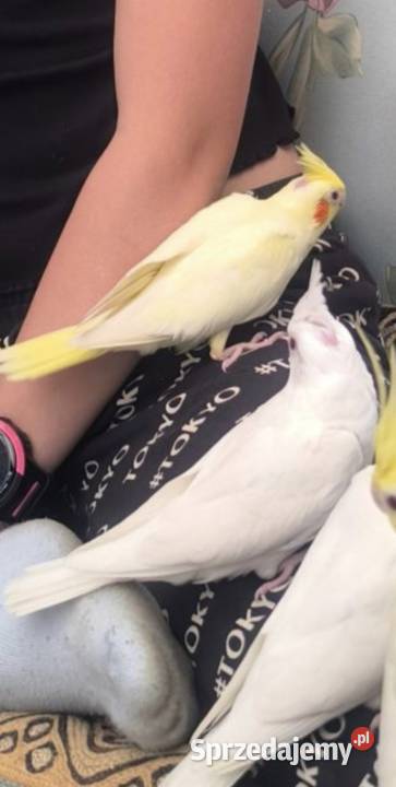 Młode papużki Nimfy Lutino małopolskie Kwaczała