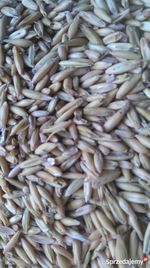 Owies Bingo Bukowa sprzedam