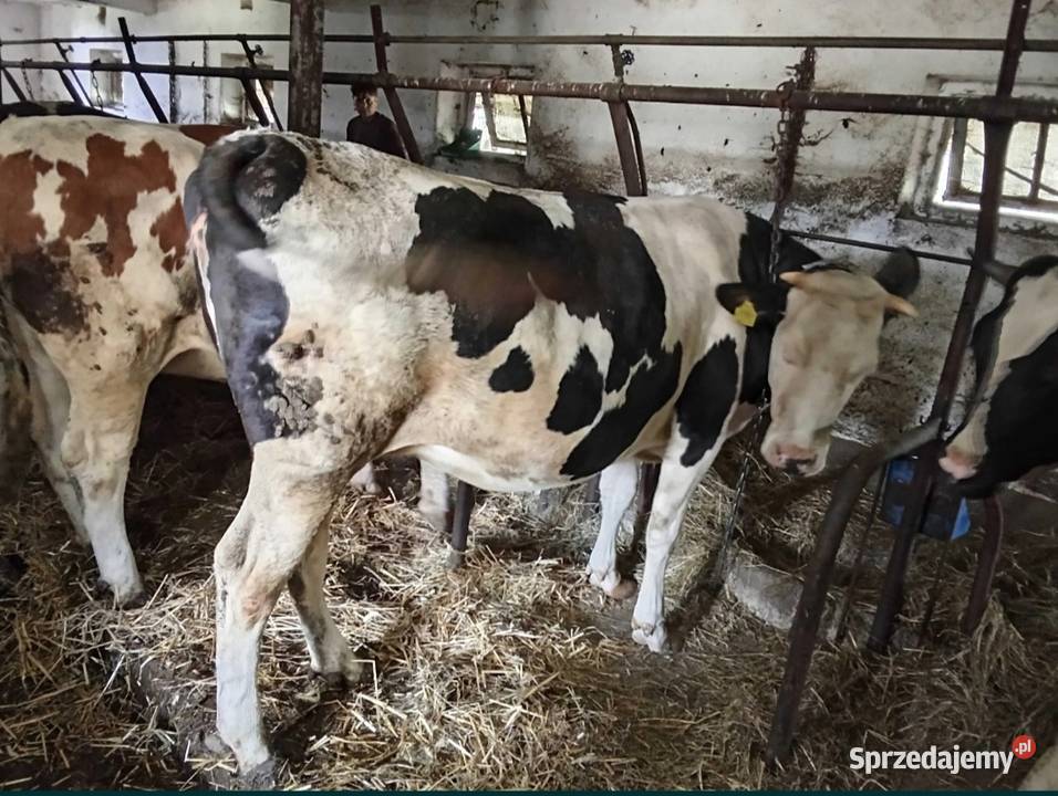 Jałówka wysokocielna podlaskie Wizna