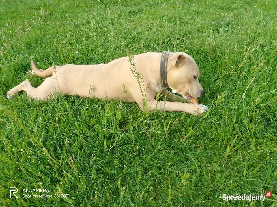 Szczeniak amstaff Łęczna