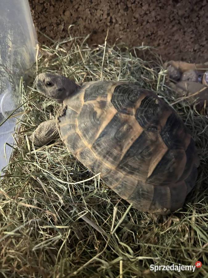 żółw śródziemnomorski iberyjski Testudo Graeca Gady i płazy Łódź