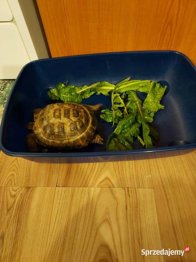 Basen plus zolw Warszawa