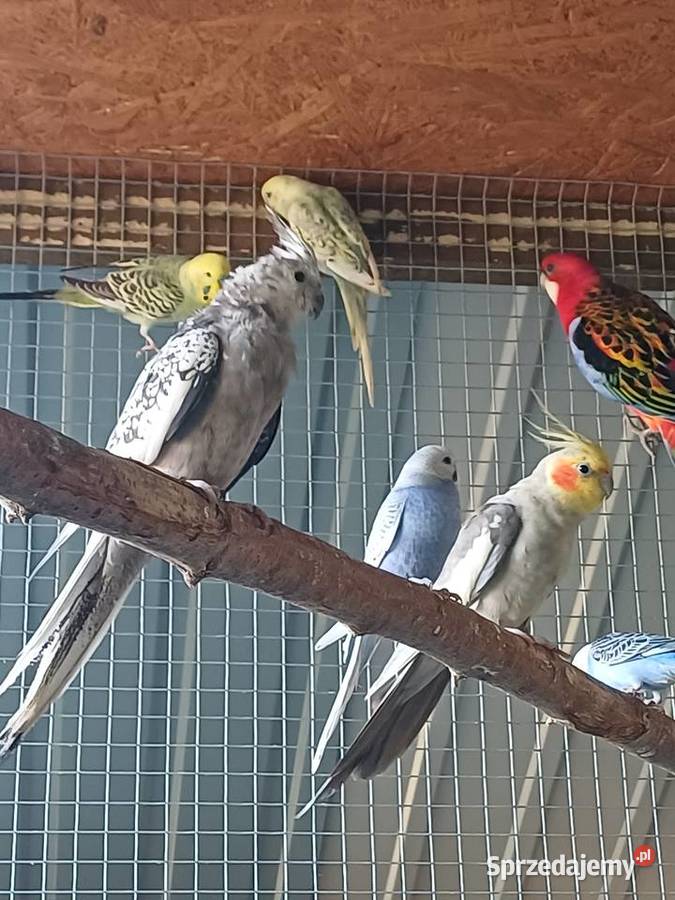 Papugi Faliste nimfy świergotki rozelle wielkopolskie