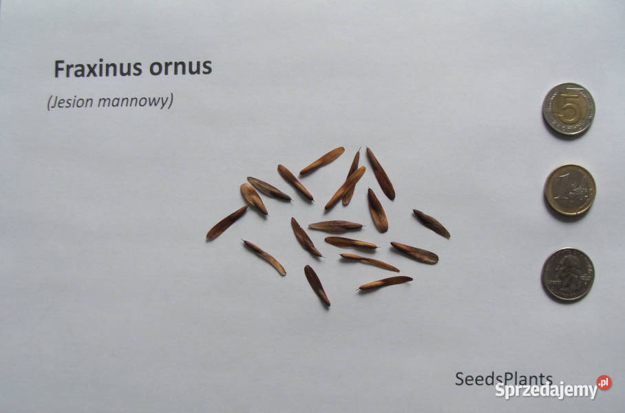 JESION MANNOWY Fraxinus ornus NASIONA 400 sztuk Lubanie