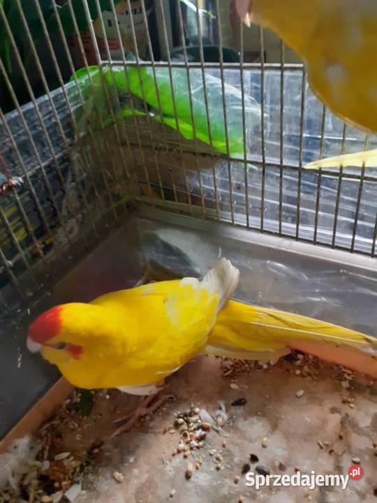 Modrolotki sprzedam Przemyśl