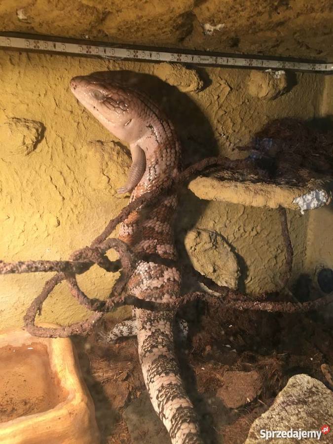 Scynk olbrzymi tiliqua sp irian jaya zamienię Gady i płazy Tarnów