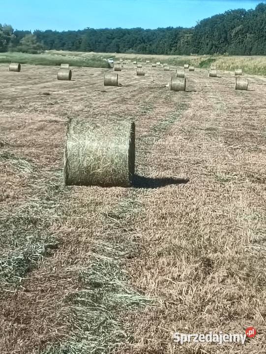 Siano baloty 100 Maciejowice sprzedam
