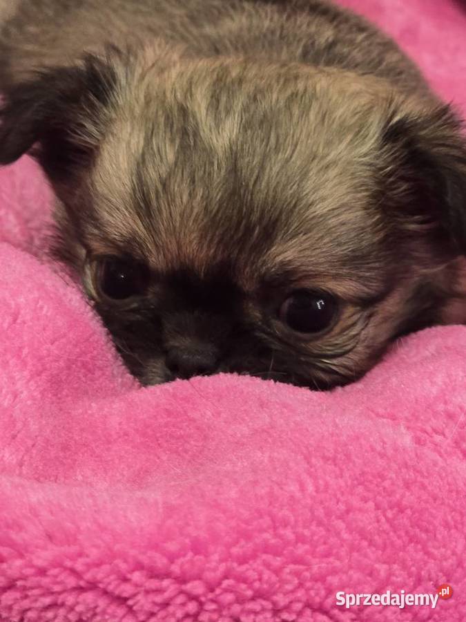 Chihuahua Sobolowy Mini Xxs Bielsko-Biała sprzedam