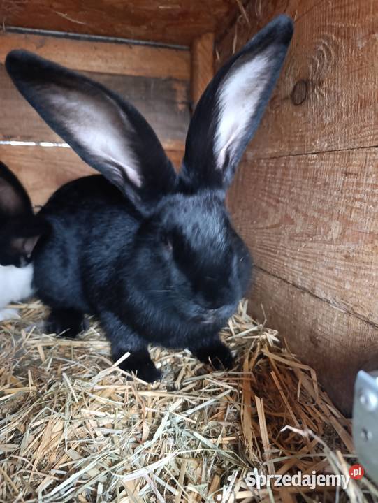 Sprzedam 2 samce srokacz niemiecki Ciasna