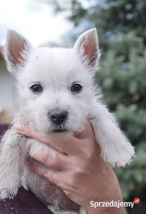 West highland white terrier westi zkwp FCI Piątkowisko