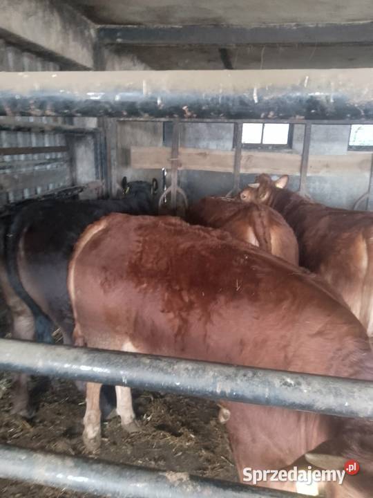 Jałówki 24 LM CH limousine wielkopolskie Sieraków
