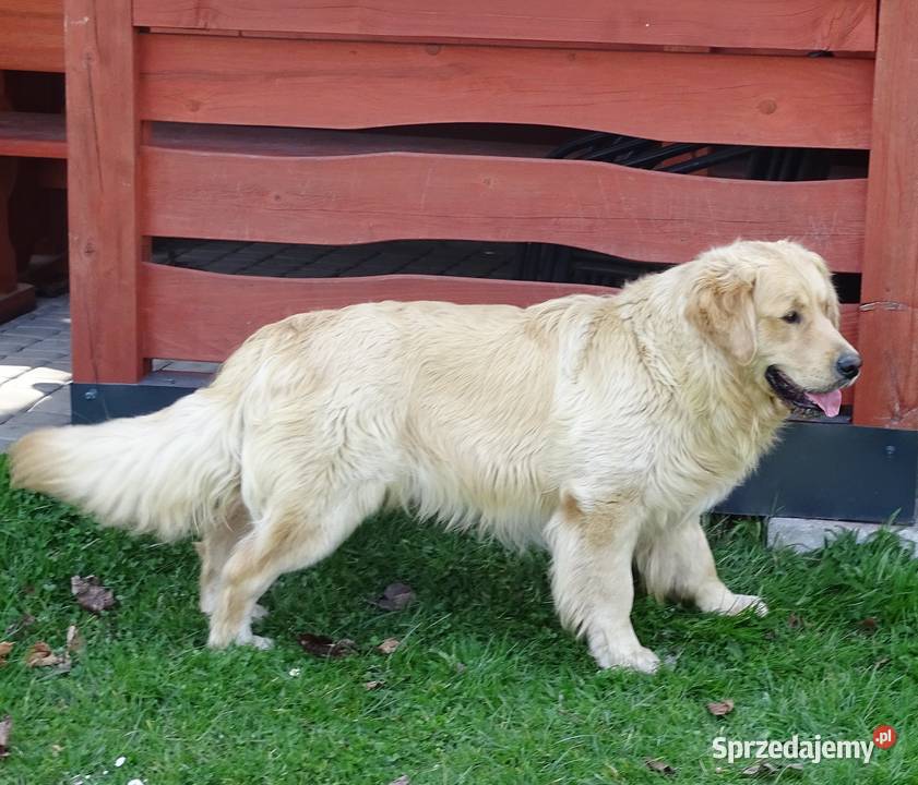 Golden retriever 11 miesięczny