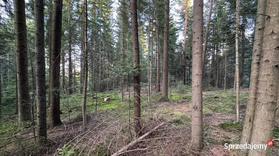 Działka leśna 20 700 m Kasina Wielka