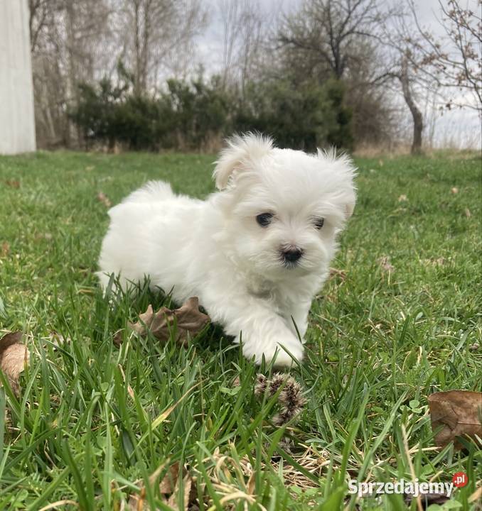 Maltańczyk piesek Raczyce