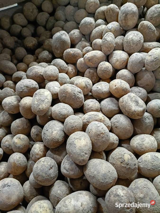 Ziemniaki Charsznica