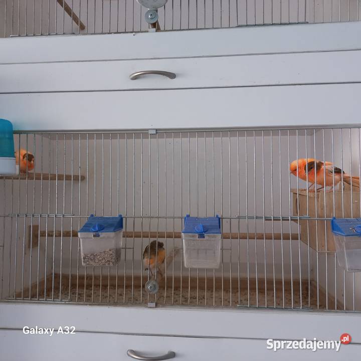 Kanarki młode Garwolin