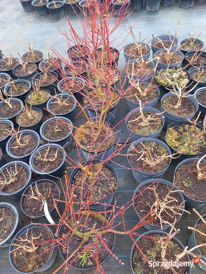 Wyprzedaż 9zltuja sznaragd 2 klasa Mogilno sprzedam