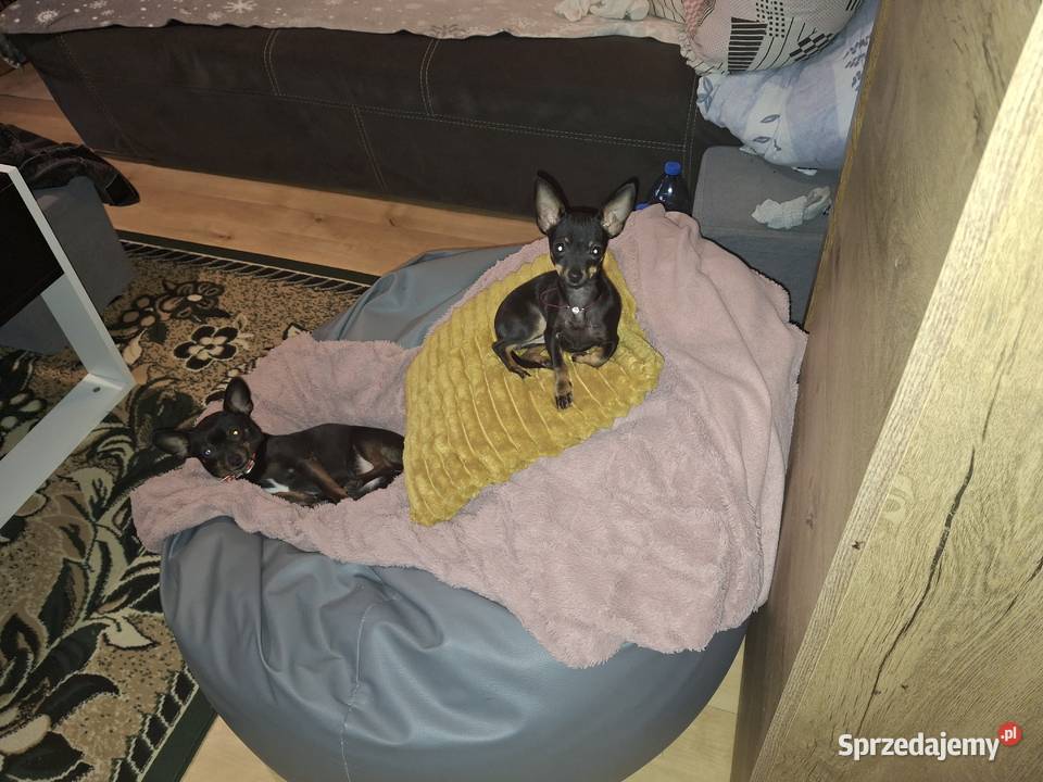 Migotka sunia ratlerek miniaturka Jasło sprzedam