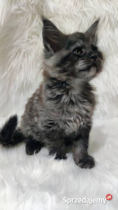 Maine Coon kocur Maine Coon opolskie Opole sprzedam