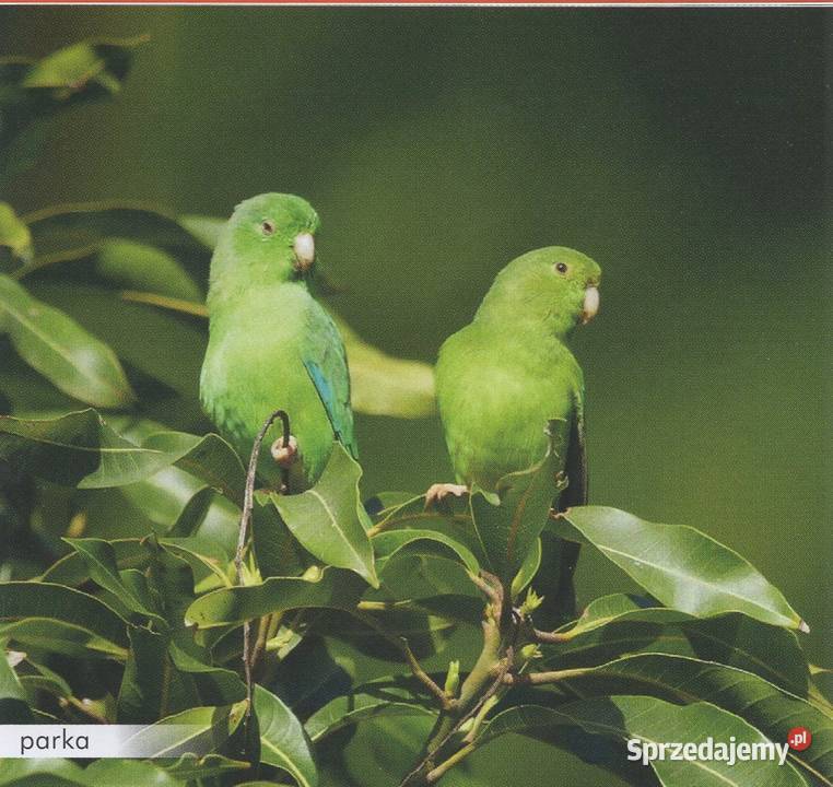 Wróbliczka zielonolica samczyk